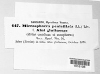 Erysiphe penicillata image